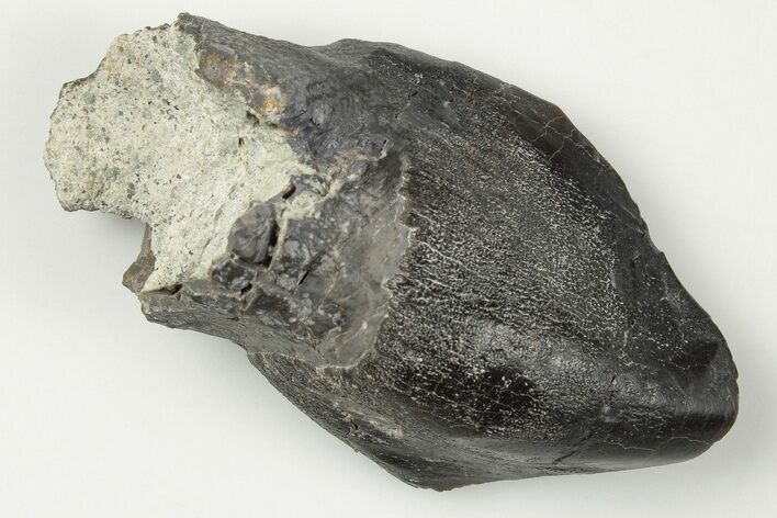 Dinosaur (Camarasaurus) Tooth With Feeding Wear - Colorado #201293